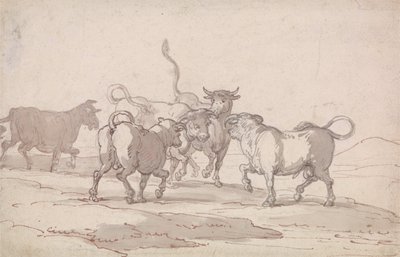 A Group of Five Bulls About to Fight by Thomas Rowlandson